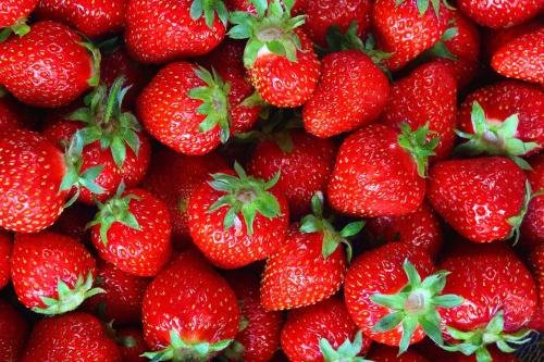 草莓最好在什么时候种