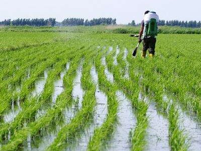 袁隆平的杂交水稻提高产量的原理究竟是什么？~~~急~~~