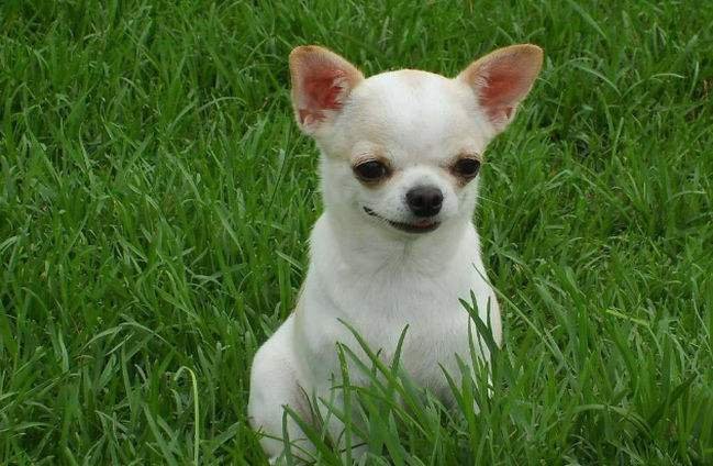 吉娃娃犬是种什么样的狗,大概多少钱一只呢?