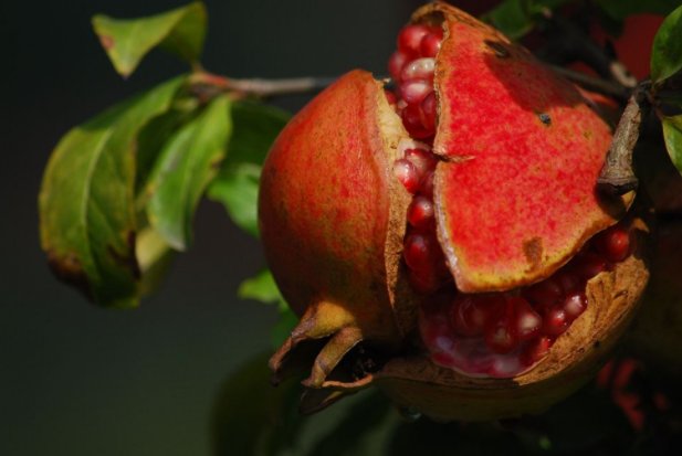 石榴熟了改为拟人句