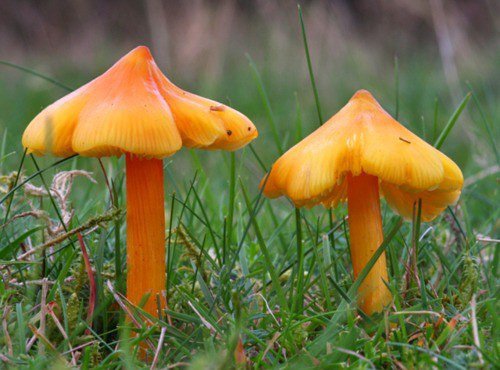 蘑菇的功效与作用