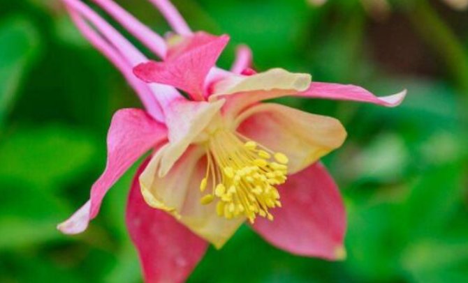 漏斗菜花怎么养？