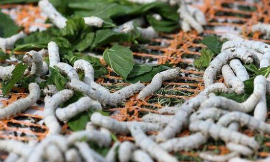 养蚕的步骤季节？