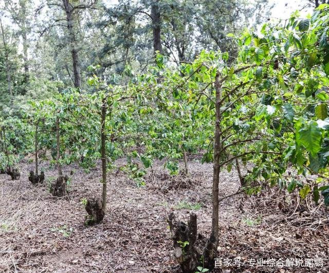 怎么种植咖啡啊