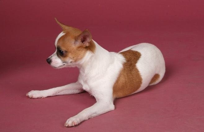 吉娃娃犬是种什么样的狗,大概多少钱一只呢?
