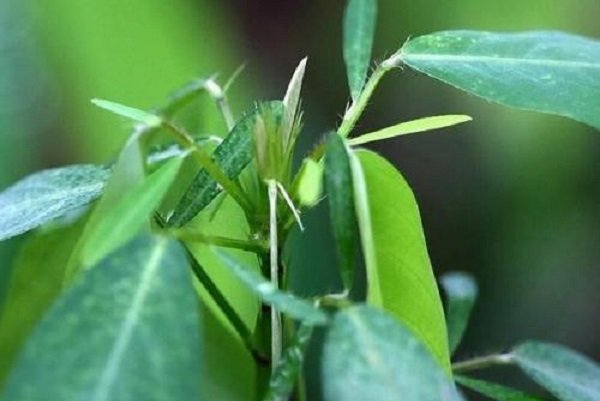 神奇的植物有哪些?