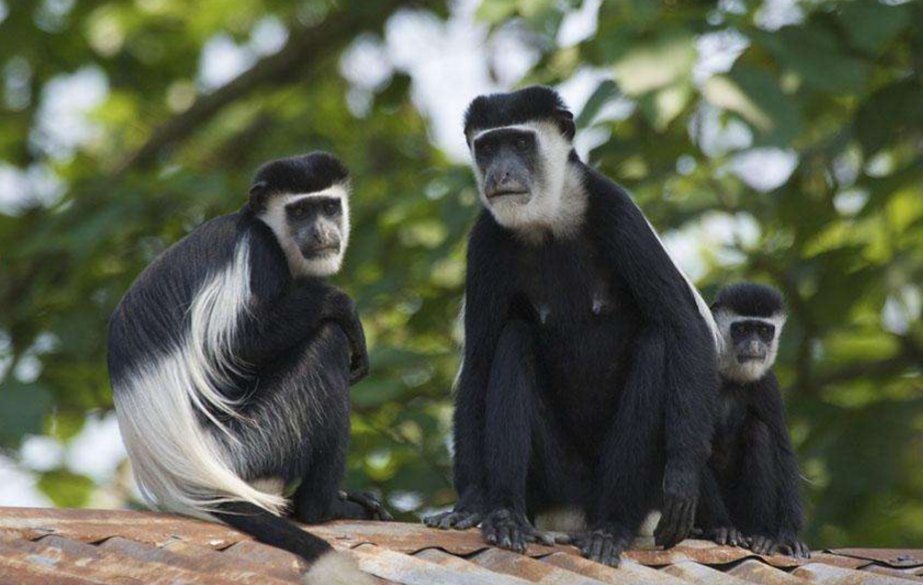 黑白疣猴名字的由来是什么？