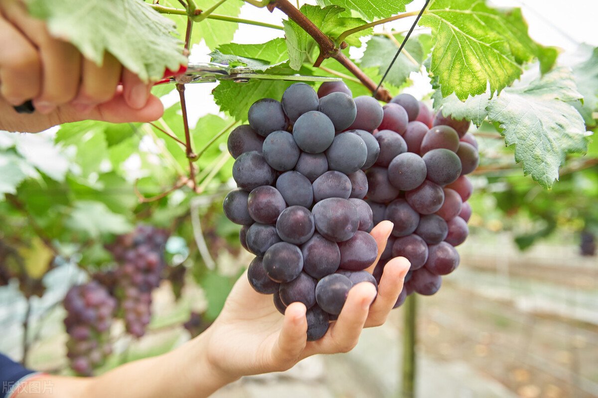 淮北的特产有哪些?