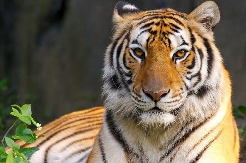 梦见老虎是什么意思。