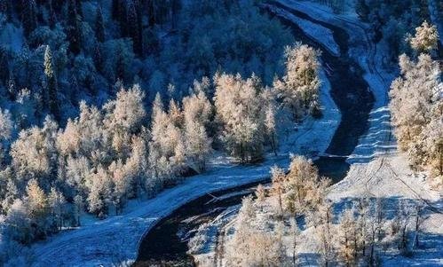 云杉树种类,还有图片!