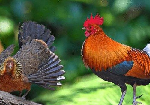 鸡的品种,种类有哪些有哪些?
