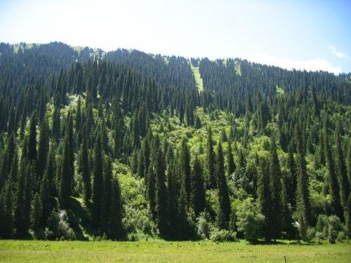 云杉树种类,还有图片!