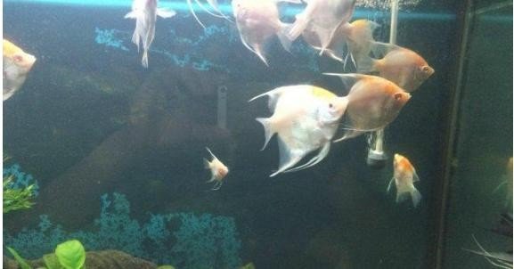 这是什么鱼呀？