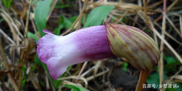 农村遍地都是的东野菰，它的价值是什么？