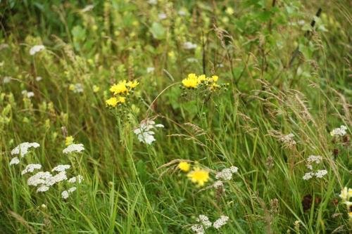 山柳菊为什么不适合研究生物遗传规律