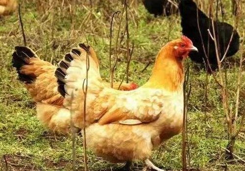 鸡的品种,种类有哪些有哪些?