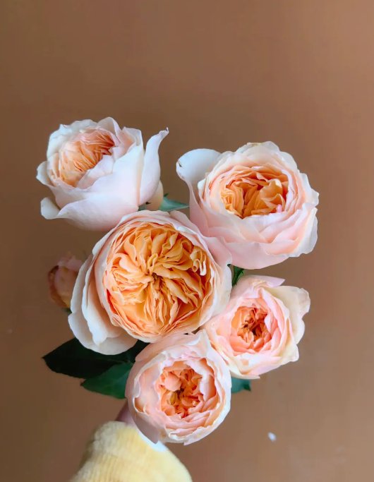 朱丽叶玫瑰多少人民币一朵