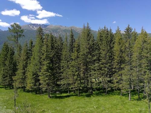 云杉树种类,还有图片!