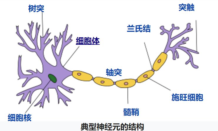 神经元的组成结构