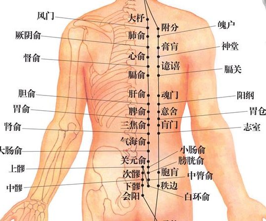 人体背部经络图及功用解析？