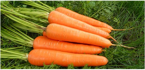 胡萝卜有什么营养