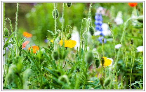 描写春天的景色有哪些?