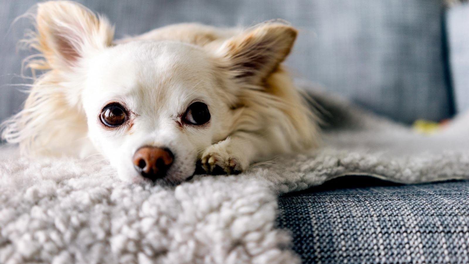 “宠物殡仪馆”到底是干什么的呢？一套完整的流程有哪些？大约需要多少钱?