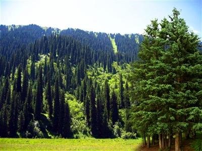 云杉树种类,还有图片!