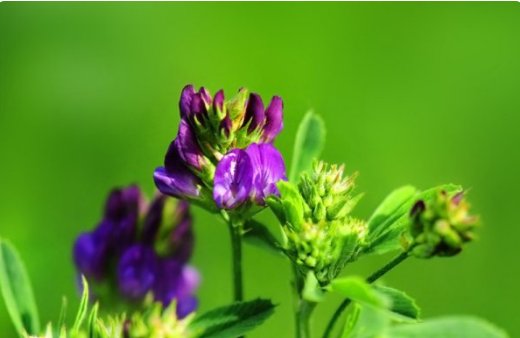 苜蓿草的功效与作用有哪些？