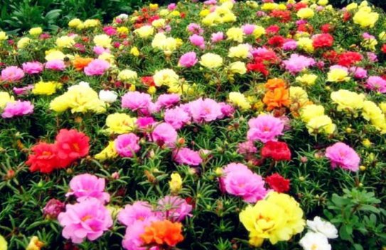 夏天的花有哪些?