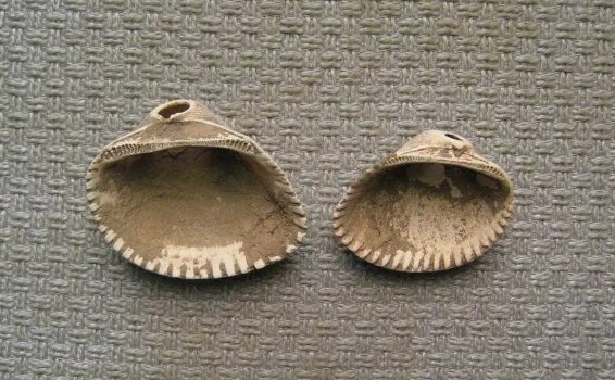 煅瓦楞子是什么东西？