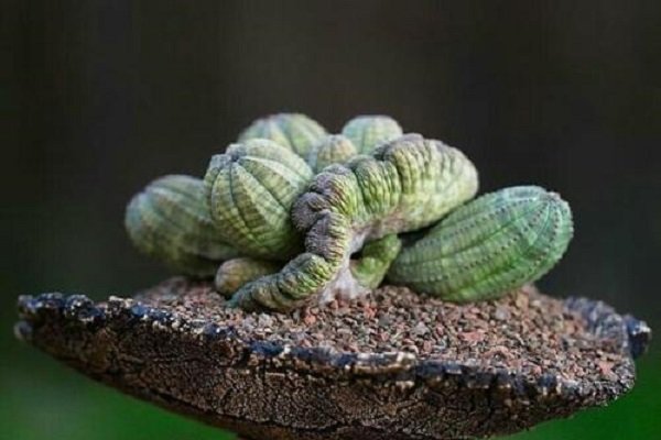 神奇的植物有哪些?