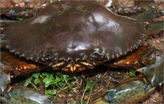 现在青蟹多少钱一斤