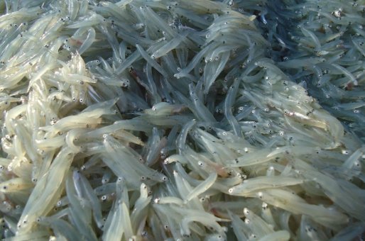 小银鱼和海燕鱼是一种鱼吗？