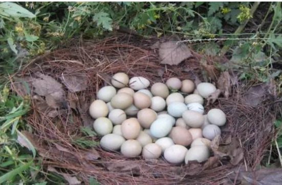 野鸡蛋和普通鸡蛋的区别是什么？