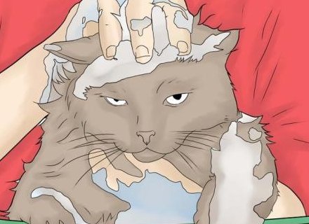 家里有跳蚤怎么办?