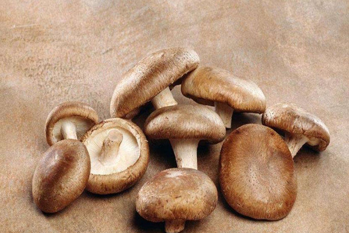 香菇怎样做才好吃