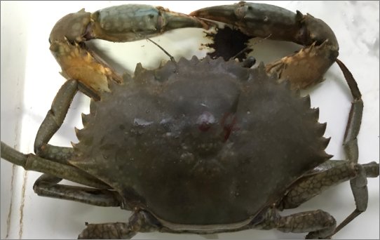 现在青蟹多少钱一斤