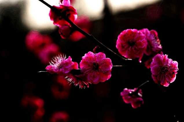 一年四季花开的顺序是什么?