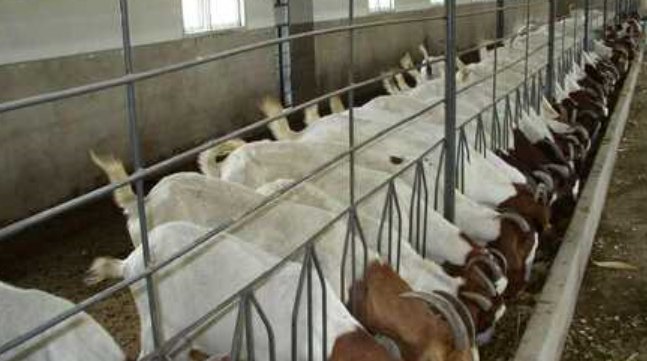 波尔山羊的养殖技术与管理技术是什么？