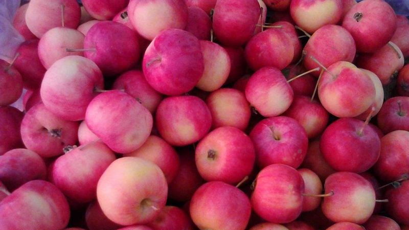 沙果是什么水果