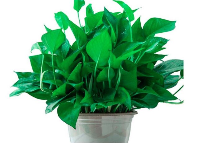 室内甲醛的去除方法