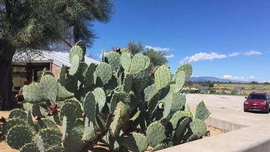 在电脑桌旁边放一盆仙人掌，到底能不能防辐射？