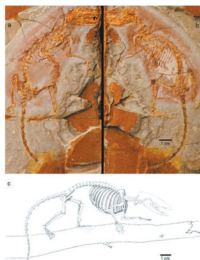 科学家发现混元兽是什么？