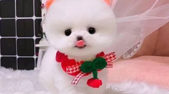 茶杯犬能活多久