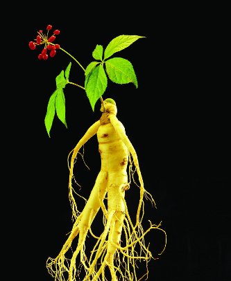 觅阳参的作用和功效