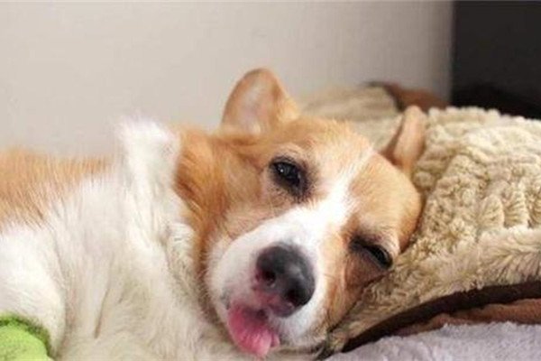 狗狗发烧有哪些症状？