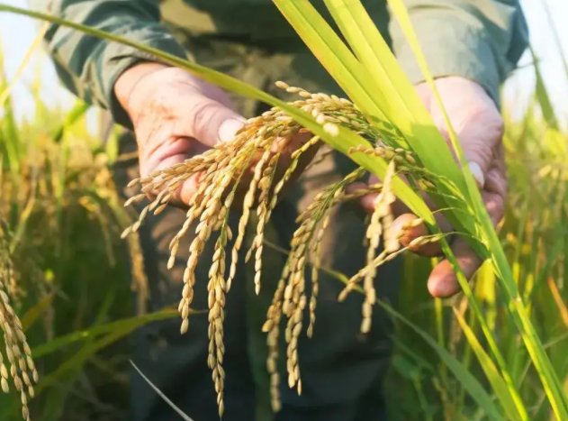 东北水稻是不是杂交水稻？有什么依据呢？