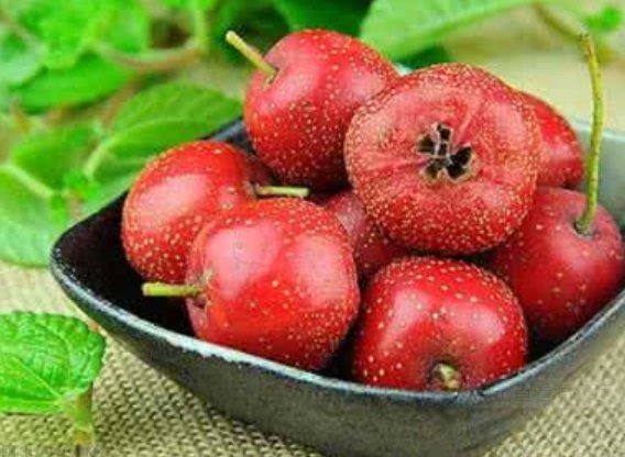 山楂几月份成熟