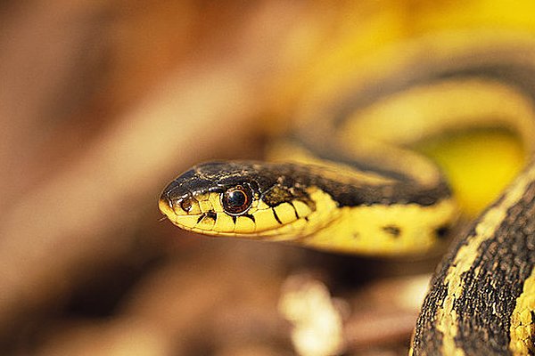 世界蛇王奥斯汀·斯蒂文斯，为什么能与毒蛇共处107天？